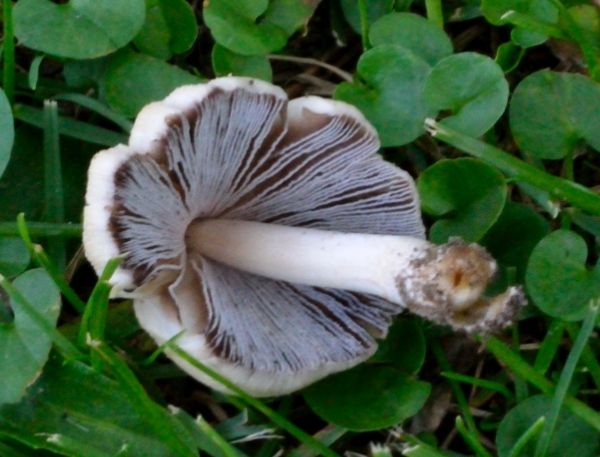 identificazione